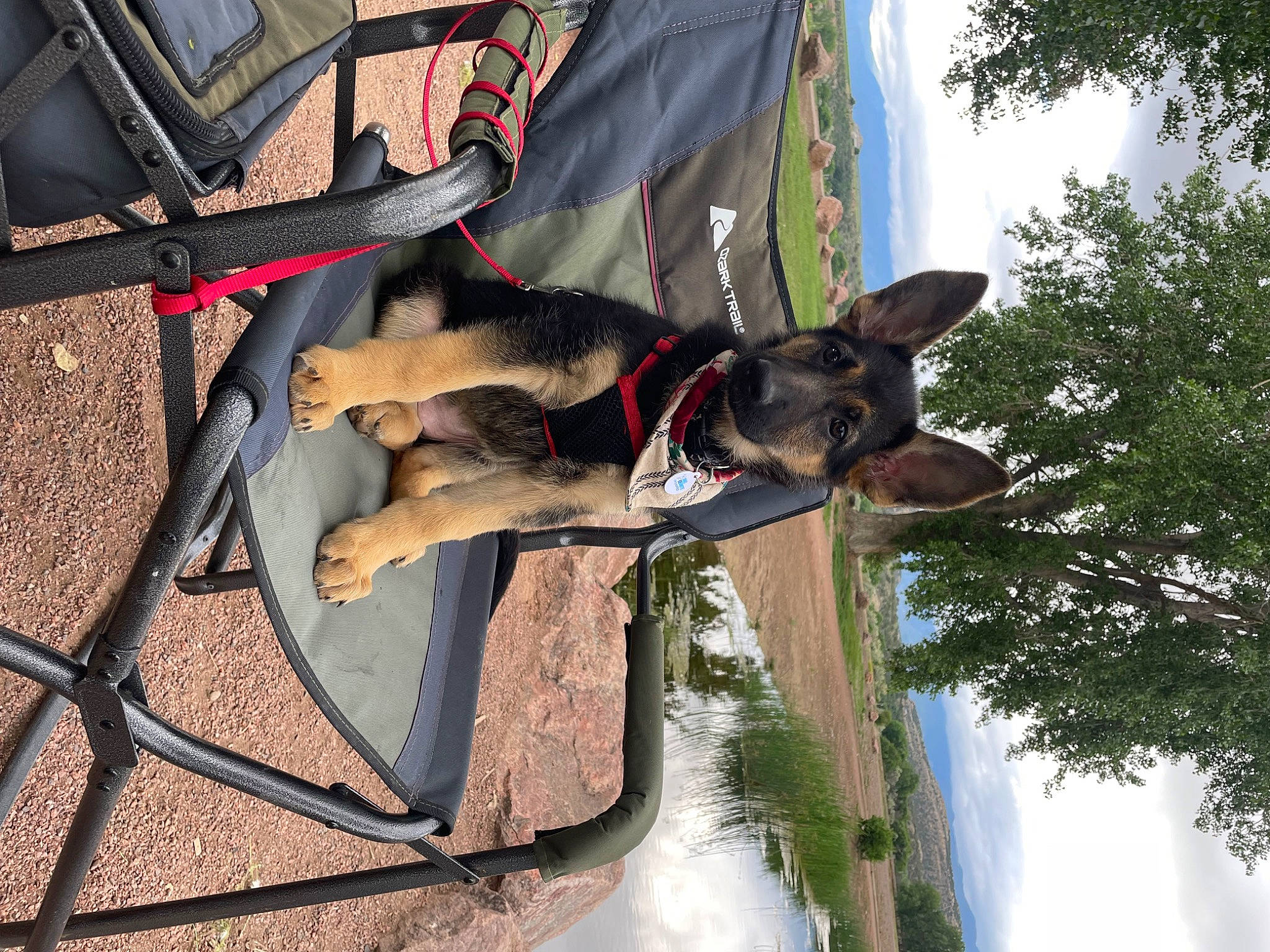 Nalah is registered to the contest to win money with this photo: canidae, carnivore, cloud, collar, dog, dog_breed, dog_collar, dog_supply, fawn, fun, leash, leisure, pet_supply, plant, sky, sporting_group, sunglasses, tree, water, working_animal