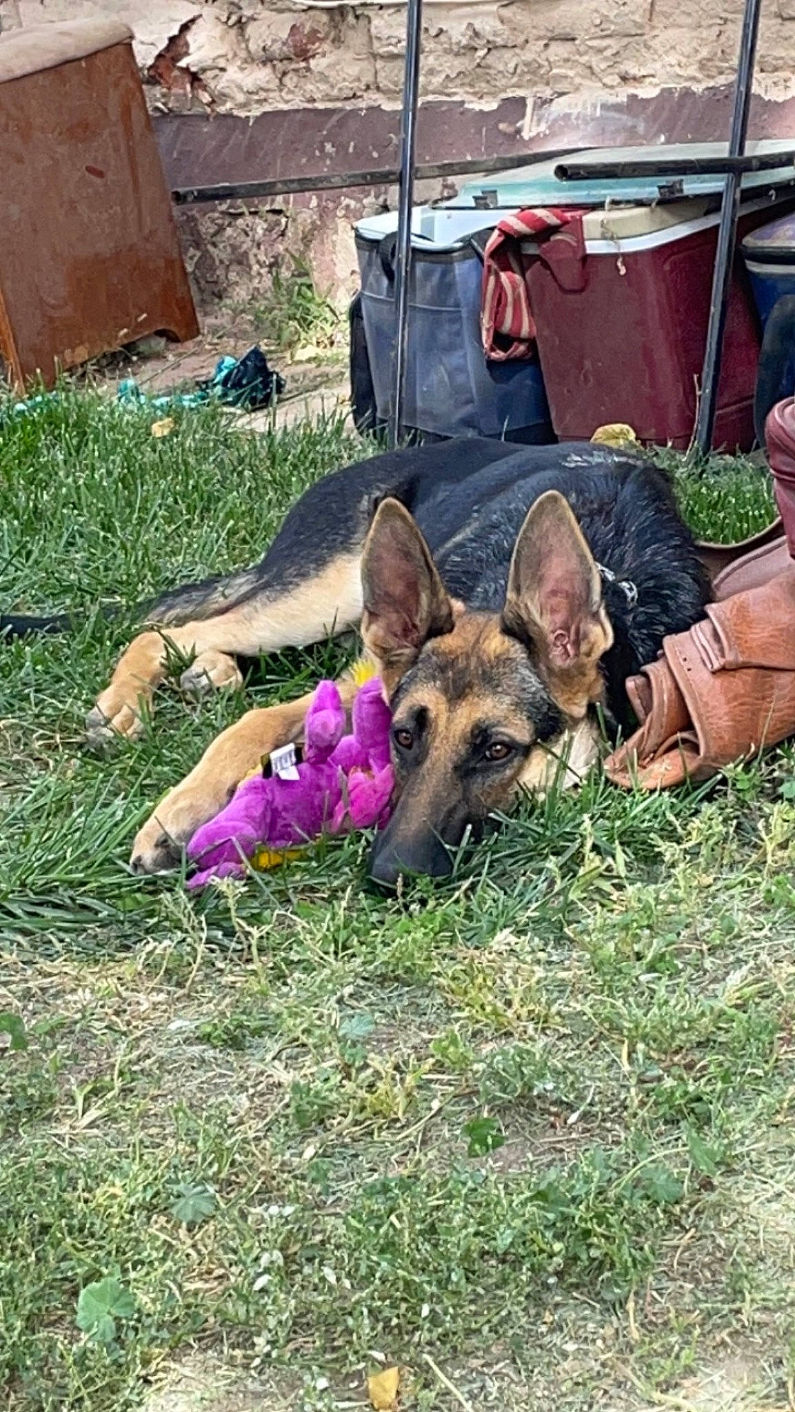 Nalah joined the competition — help win amazing prizes! canidae, carnivore, dog, dog_breed, east_european_shepherd, fawn, german_shepherd_dog, grass, herbaceous_plant, herding_dog, snout, sporting_group, terrestrial_animal, working_animal, working_dog