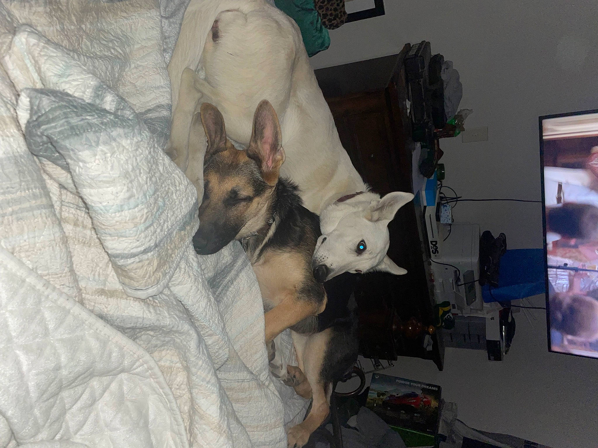 Nalah joined the competition — help win amazing prizes! carnivore, comfort, companion_dog, dog, dog_breed, dog_supply, east_european_shepherd, fawn, felidae, fur, german_shepherd_dog, guard_dog, linens, picture_frame, room, small_to_medium_sized_cats, snout, sporting_group, television, working_animal