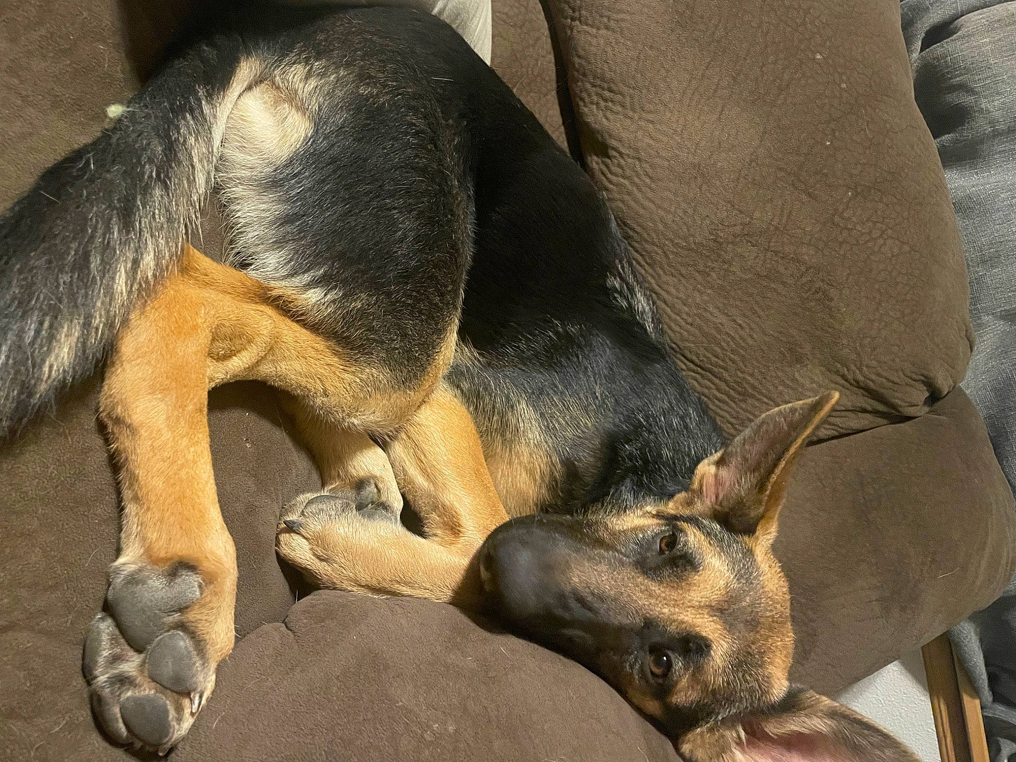 Nalah joined the competition — help win amazing prizes! canidae, carnivore, comfort, companion_dog, dog, dog_breed, fawn, foot, fur, guard_dog, nap, paw, sleep, snout, sporting_group, street_dog, terrestrial_animal, wildlife, working_animal, working_dog