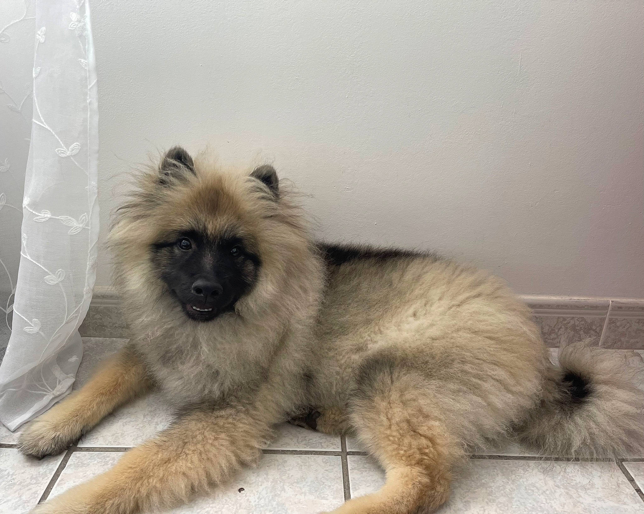 Tya a rejoint le concours — aidez-le/la à gagner de superbes lots ! ancient_dog_breeds, canidae, carnivore, companion_dog, dog, dog_breed, fawn, fur, keeshond, liver, non_sporting_group, snout, sporting_group, terrestrial_animal, toy_dog, wildlife, working_animal