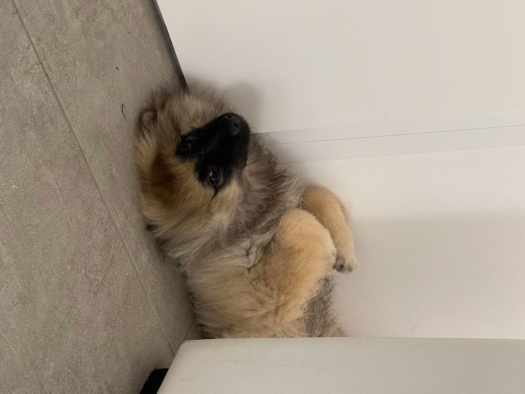 Tya participe au concours pour gagner de l'argent avec cette photo : canidae, carnivore, claw, comfort, companion_dog, dog_breed, fawn, felidae, flooring, foot, fur, nap, paw, siamese, small_to_medium_sized_cats, snout, sporting_group, tail, terrestrial_animal, whiskers