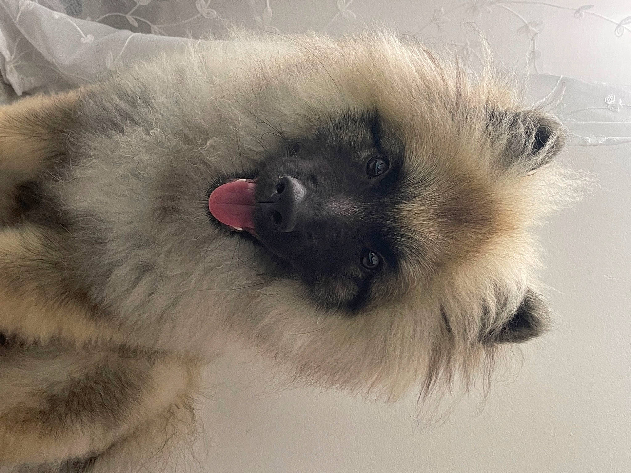 Tya a rejoint le concours — aidez-le/la à gagner de superbes lots ! birman, cat, claw, dog_breed, eyelash, fawn, felidae, fur, german_spitz_mittel, iris, paw, siamese, small_to_medium_sized_cats, snout, tail, terrestrial_animal, whiskers, wildlife