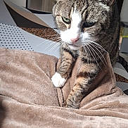 Biga a rejoint le concours — aidez-le/la à gagner de superbes lots ! abyssinian, animal, bed, bedroom, blanket, cat, couch, cushion, furniture, homedecor, indoors, kitten, linen, manx, person, pet, quilt, room, sleeping, velvet