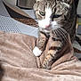 abyssinian, animal, bed, bedroom, blanket, cat, couch, cushion, furniture, homedecor, indoors, kitten, linen, manx, person, pet, quilt, room, sleeping, velvet