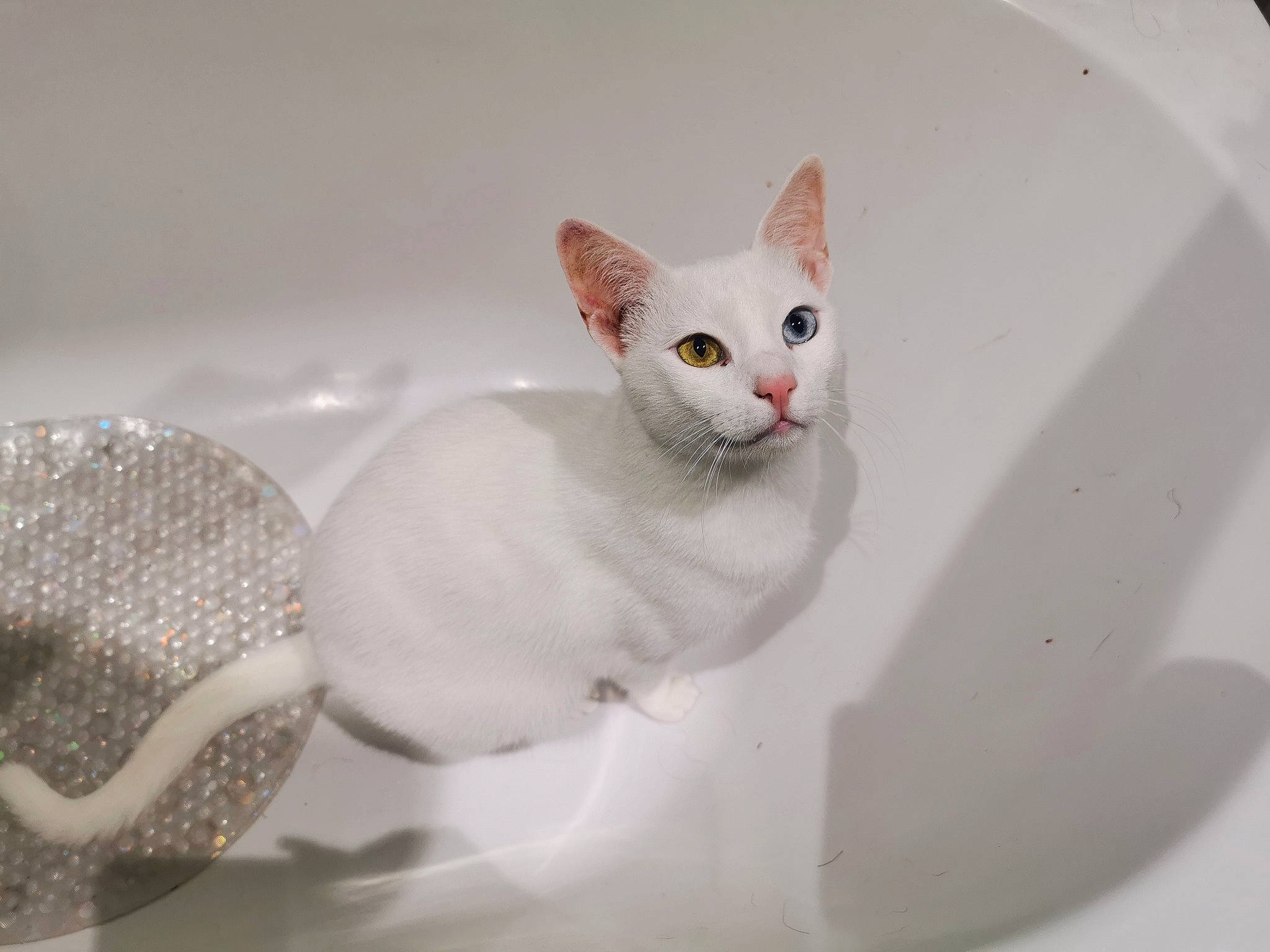 Bowie joined the competition — help win amazing prizes! carnivore, cat, ceramic, devon_rex, dishware, domestic_short_haired_cat, fawn, felidae, paw, porcelain, serveware, small_to_medium_sized_cats, snout, tail, whiskers