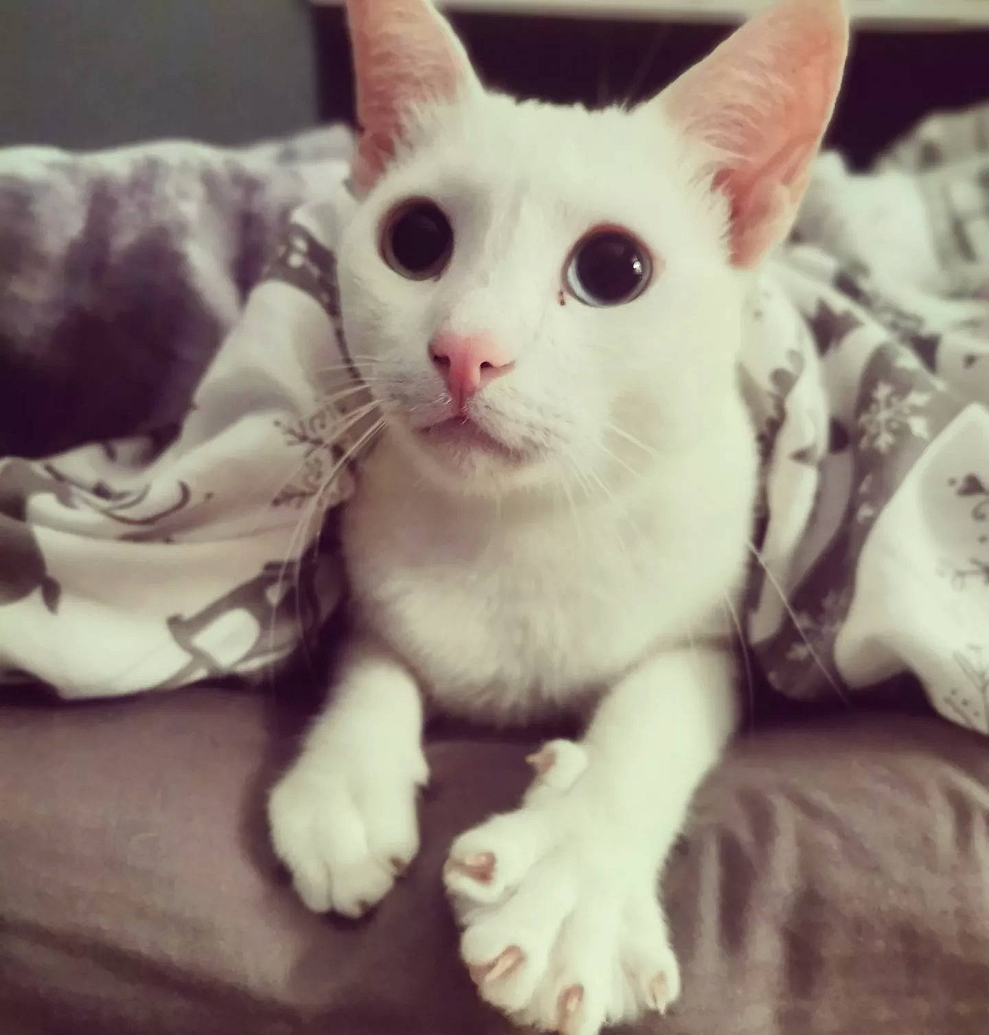 Bowie is registered to the contest to win money with this photo: carnivore, cat, claw, comfort, domestic_short_haired_cat, felidae, fur, mammal, monochrome, monochrome_photography, paw, small_to_medium_sized_cats, snout, tail, vertebrate, whiskers, white