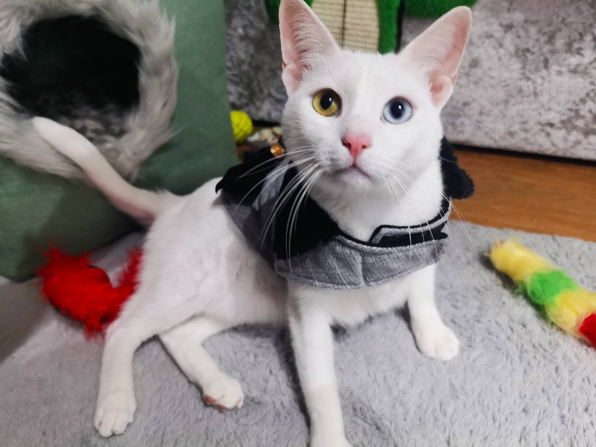 Bowie is registered to the contest to win money with this photo: carnivore, cat, cat_toy, domestic_short_haired_cat, fawn, felidae, fur, grey, paw, pet_supply, photo_caption, small_to_medium_sized_cats, snout, stuffed_toy, tail, toy, whiskers, white