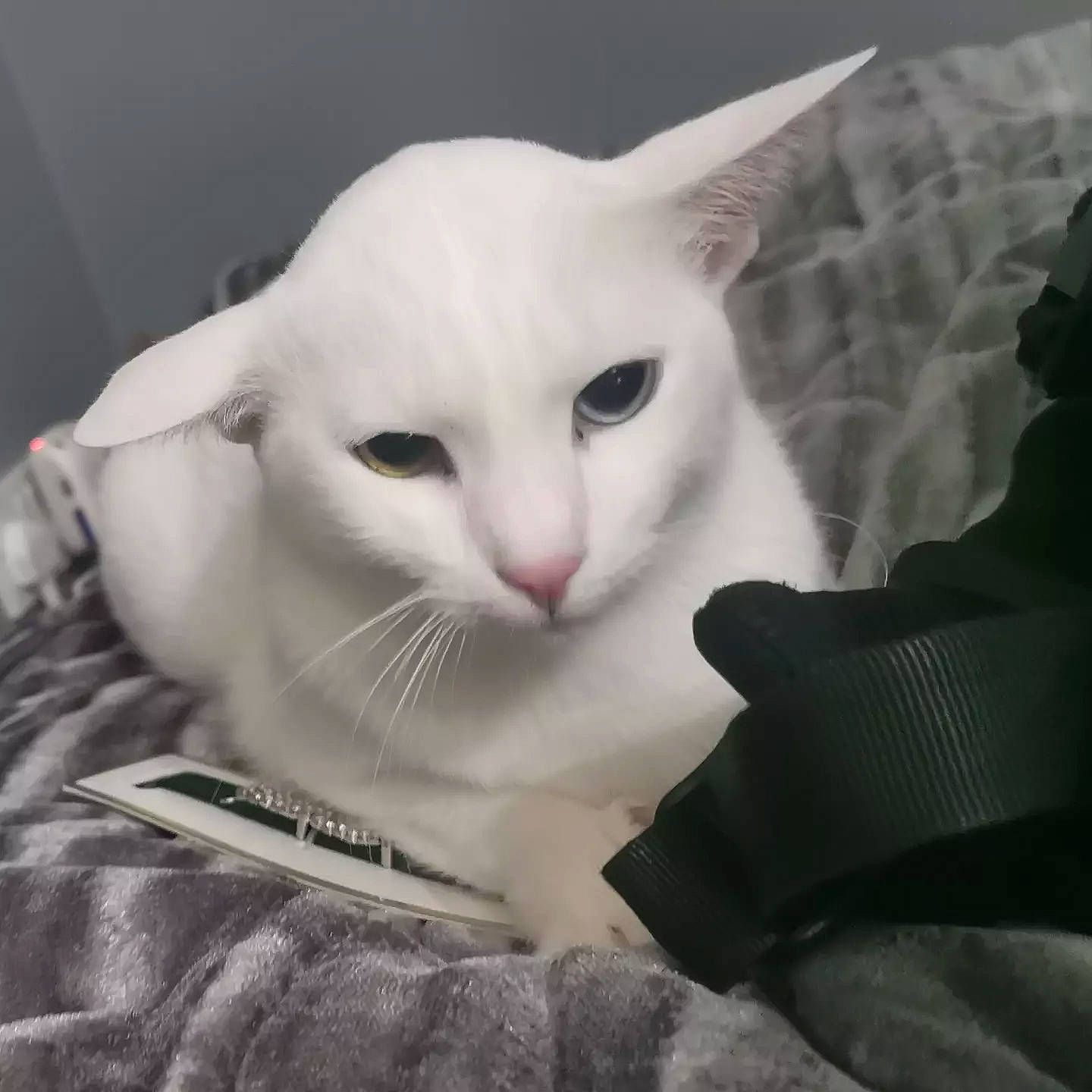 Bowie is registered to the contest to win money with this photo: carmine, carnivore, cat, comfort, domestic_short_haired_cat, ear, eye, eyebrow, eyelash, felidae, fur, head, iris, no_expression, paw, small_to_medium_sized_cats, snout, tail, terrestrial_animal, whiskers