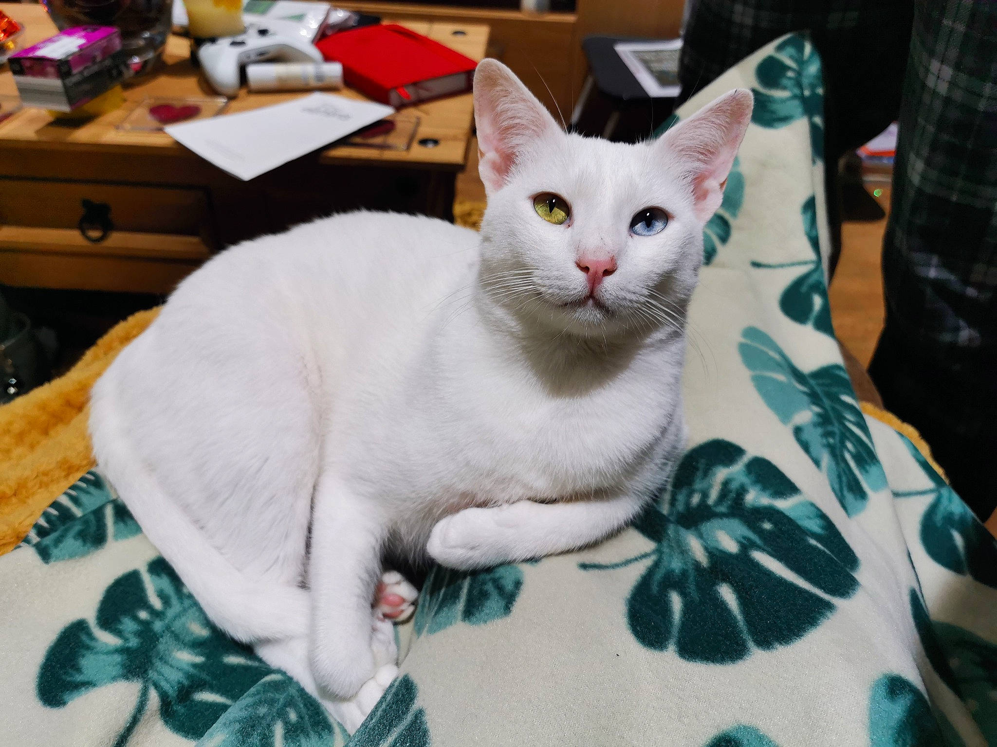 Bowie joined the competition — help win amazing prizes! box, carnivore, cat, collar, comfort, domestic_short_haired_cat, drawer, felidae, fur, linens, paw, pet_supply, small_to_medium_sized_cats, snout, tail, whiskers, wood