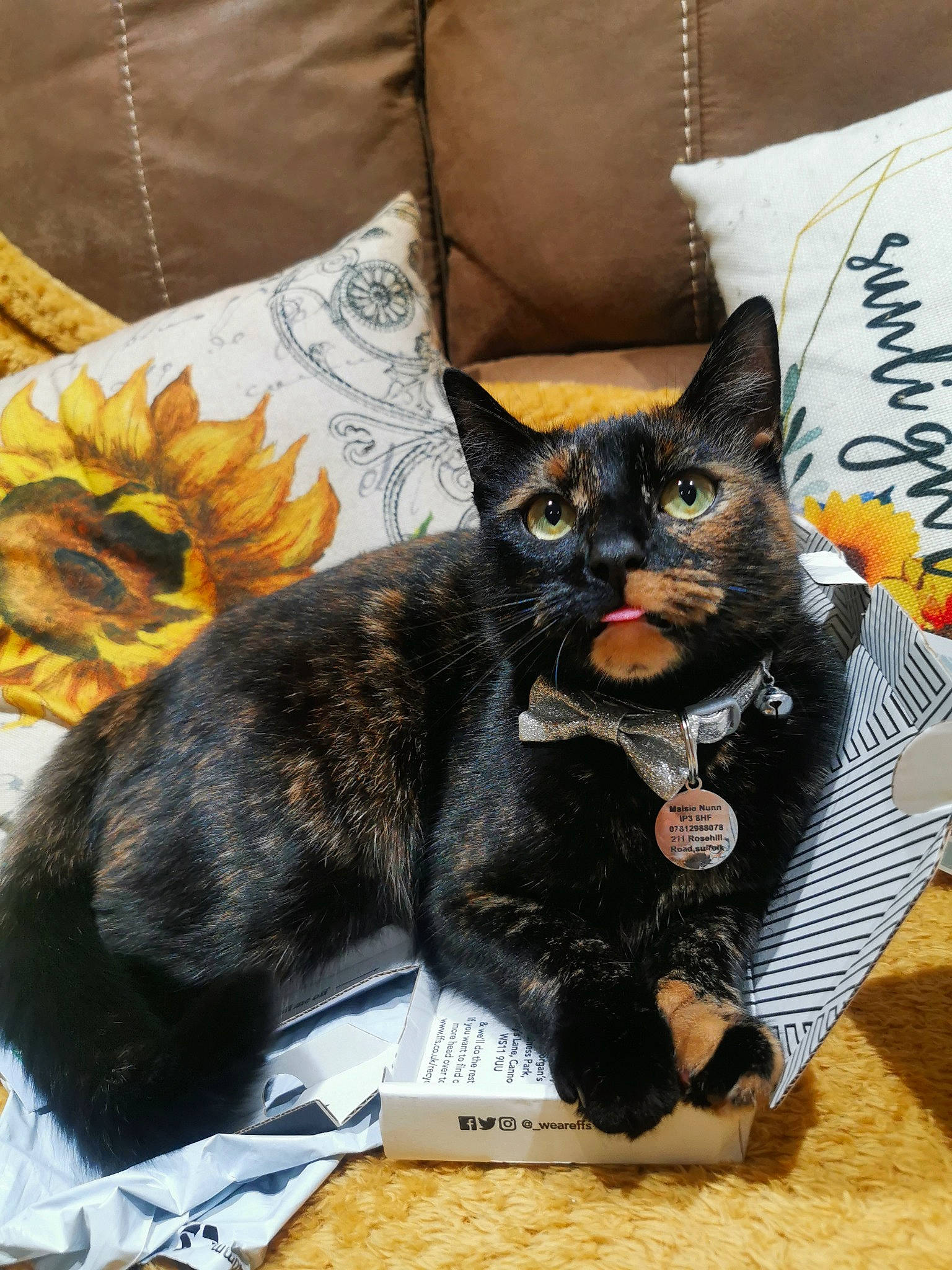 Maisie joined the competition — help win amazing prizes! black_cat, bombay, carnivore, cat, cat_supply, claw, comfort, domestic_short_haired_cat, felidae, fur, linens, paw, small_to_medium_sized_cats, tail, terrestrial_animal, whiskers