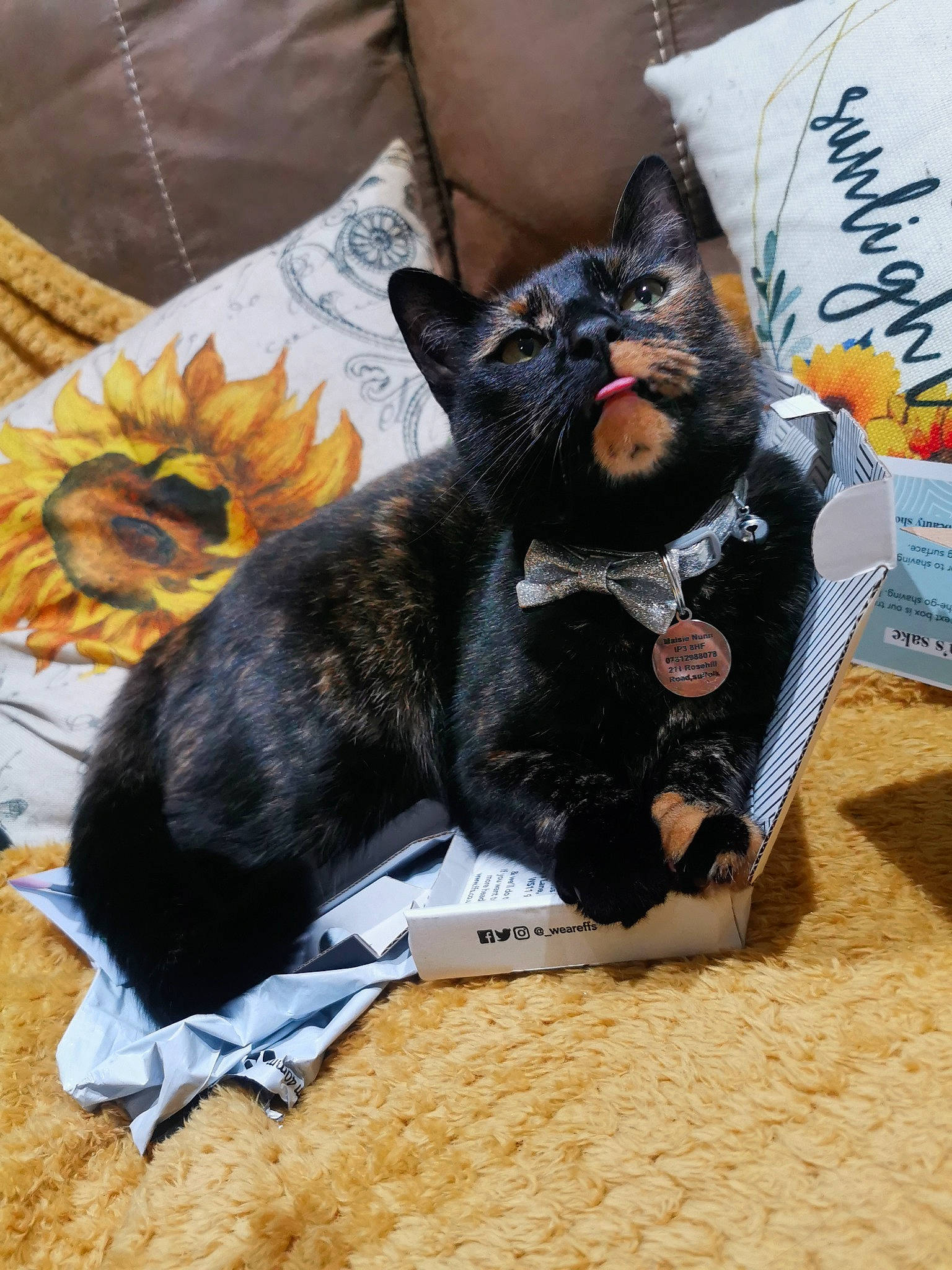 Maisie is registered to the contest to win money with this photo: black_cat, bombay, canidae, carmine, carnivore, cat, claw, comfort, companion_dog, dog_breed, domestic_short_haired_cat, felidae, fur, grey, paw, small_to_medium_sized_cats, snout, tail, terrestrial_animal, whiskers