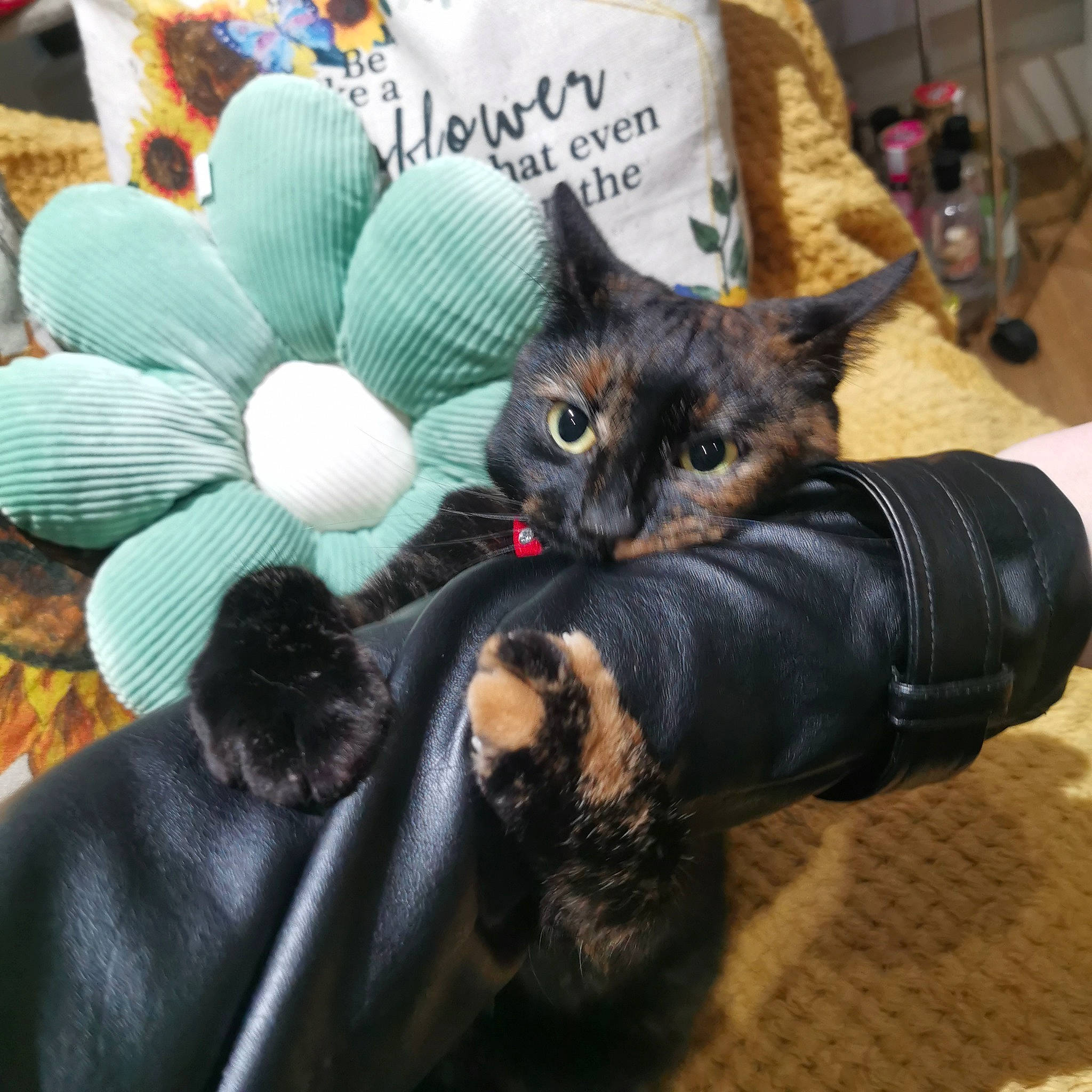 Maisie joined the competition — help win amazing prizes! bag, black_cat, bombay, carnivore, cat, claw, comfort, couch, domestic_short_haired_cat, felidae, fur, hat, nap, paw, plant, sitting, small_to_medium_sized_cats, tail, tree, whiskers