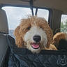 Klaus is registered to the contest to win money with this photo: dog, car, pet, happy, curly_fur, seat_cover, vehicle_interior, window, tail, smiling, canine, transportation, seat, travel, fur, companion, domestic_animal, animal, leash, restraint