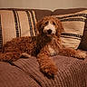 Klaus is registered to the contest to win money with this photo: dog, couch, cushion, pet, indoor, fur, brown, white, relaxing, home, cozy, textured, striped, animal, mammal, companion, friendly, laying_down, cute, domestic