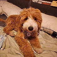 Klaus is registered to the contest to win money with this photo: dog, bed, indoor, pillow, fur, pet, cozy, resting, calm, brown, white, curly_fur, canine, animal, home, relaxed, companion, cute, mammal, lying_down