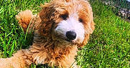 Klaus is registered to the contest to win money with this photo: dog, grass, outdoor, pet, curly_fur, brown_and_white, fence, sunlight, relaxed, canine, nature, yard, animal, fluffy, summer, lying_down, close_up, garden, friendly, daylight