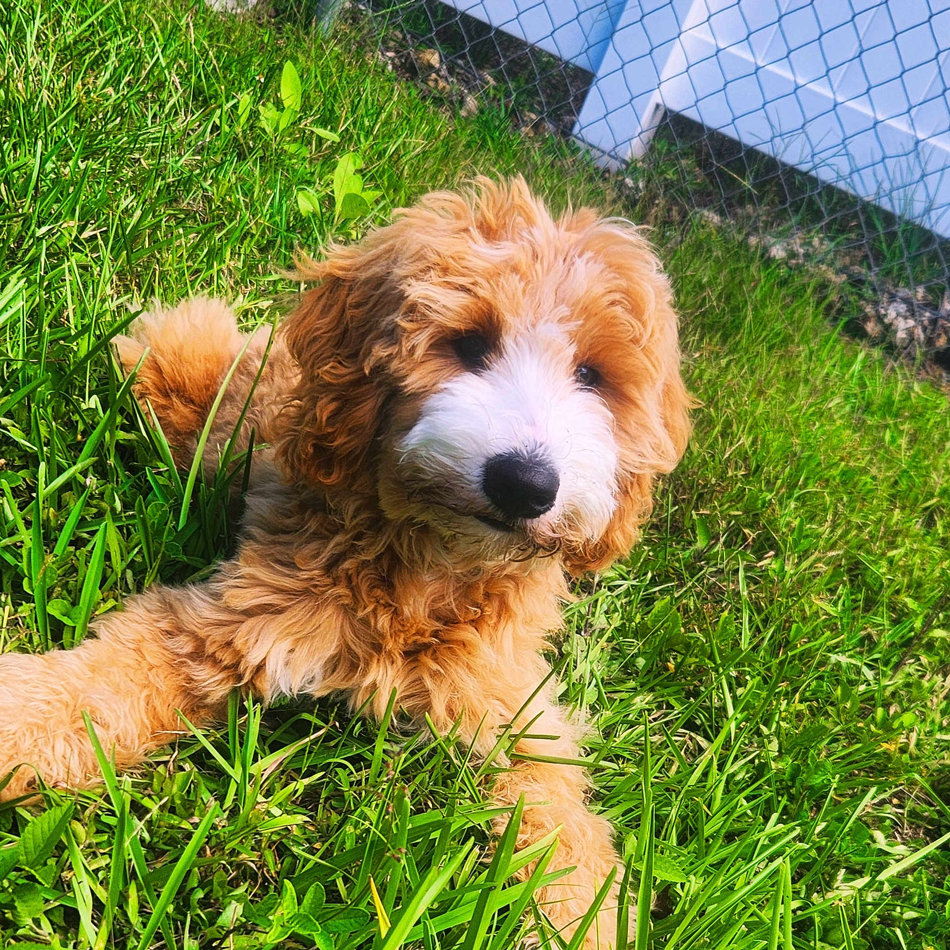 Klaus