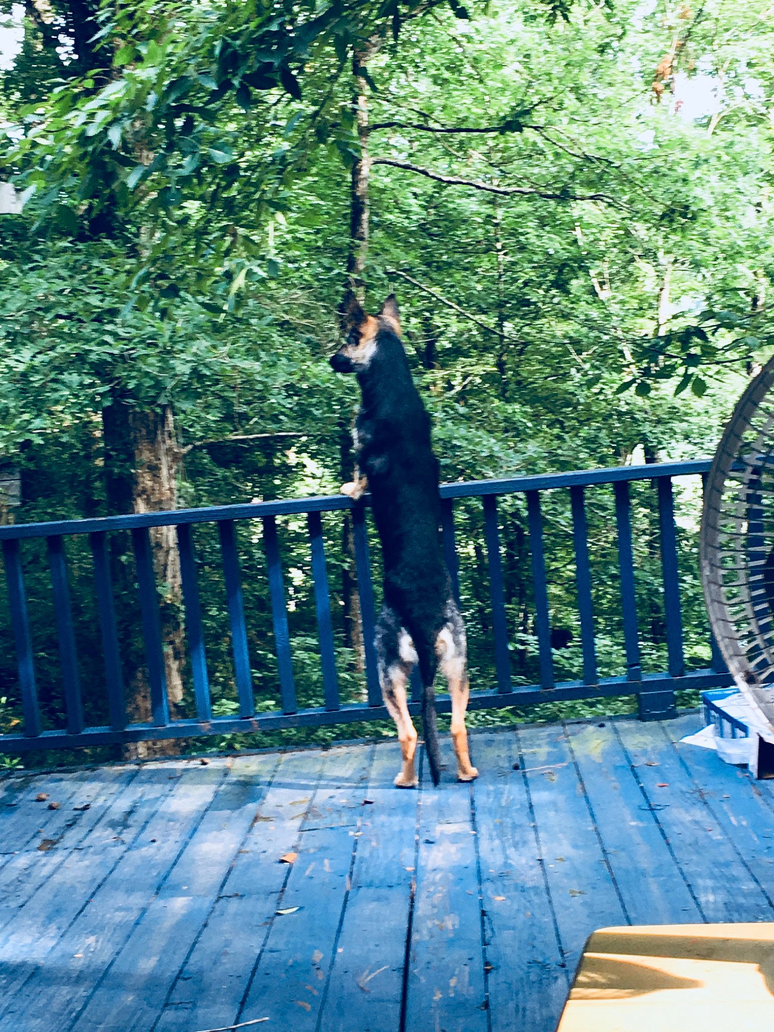 Shiloh is registered to the contest to win money with this photo: deck, fence, forest, fun, grass, handrail, leisure, mammal, people_in_nature, plant, recreation, shadow, shorts, sitting, spring, sunlight, tints_and_shades, tree, walkway, wood