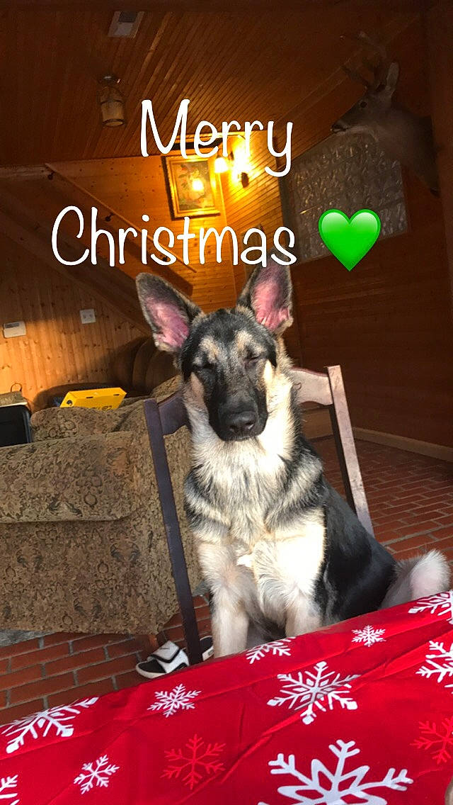 Shiloh is registered to the contest to win money with this photo: advertising, canidae, carnivore, companion_dog, couch, dog, dog_breed, dog_supply, door, event, font, fur, happy, herding_dog, paw, photo_caption, picture_frame, room, snout, sporting_group