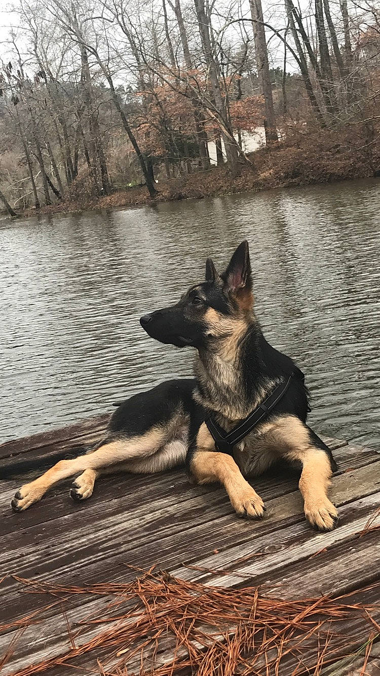 Shiloh is registered to the contest to win money with this photo: bank, canidae, canis, carnivore, companion_dog, dog, dog_breed, east_european_shepherd, fawn, german_shepherd_dog, guard_dog, happy, herding_dog, lake, plant, sporting_group, tree, water, wood, working_animal