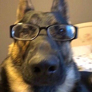 Shiloh joined the competition — help win amazing prizes! carnivore, companion_dog, dog, dog_breed, ear, eye, eyewear, facial_hair, fawn, fur, glasses, jaw, nose, personal_protective_equipment, selfie, snout, sporting_group, vision_care, whiskers, working_animal