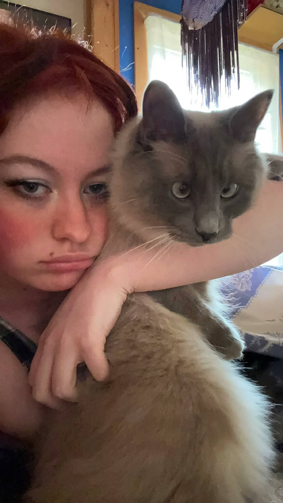 Peep is registered to the contest to win money with this photo: balinese, carnivore, cat, domestic_short_haired_cat, ear, eye, eyelash, fawn, felidae, flash_photography, fur, gesture, nail, small_to_medium_sized_cats, tail, thai, tonkinese, whiskers