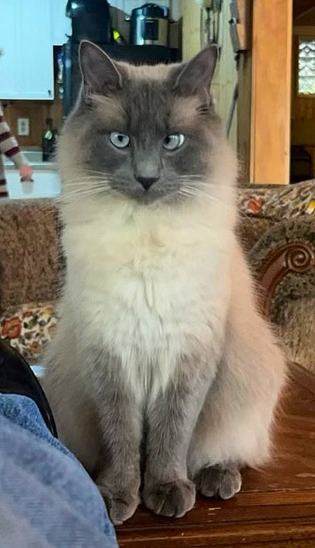 Peep is registered to the contest to win money with this photo: box, british_longhair, carnivore, cat, cat_supply, claw, domestic_short_haired_cat, fawn, felidae, fur, paw, ragdoll, small_to_medium_sized_cats, snout, tail, terrestrial_animal, whiskers, window