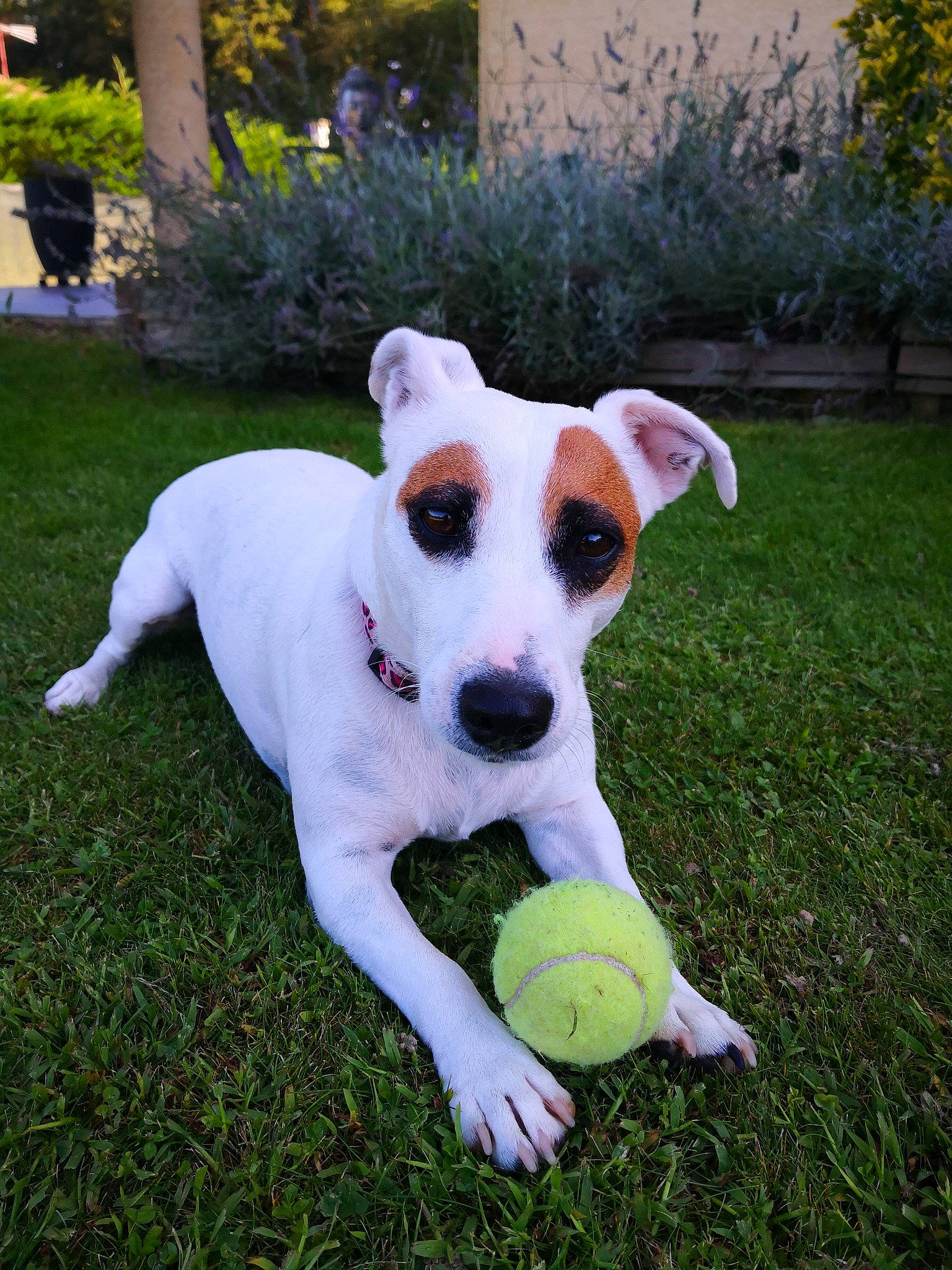 Lisy participe au concours pour gagner de l'argent avec cette photo : ball, canidae, carnivore, companion_dog, danish_swedish_farmdog, dog, dog_breed, dogo_guatemalteco, grass, jack_russell_terrier, mammal, parson_russell_terrier, plant, rare_breed_dog, russell_terrier, snout, sporting_group, tail, vertebrate