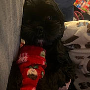 Bonnie joined the competition — help win amazing prizes! dog, black_dog, pet, pajamas, red_pajamas, blanket, couch, indoor, cozy, fur, animal, close_up, face, dark_fur, eyes, nose, hand, resting, home, soft