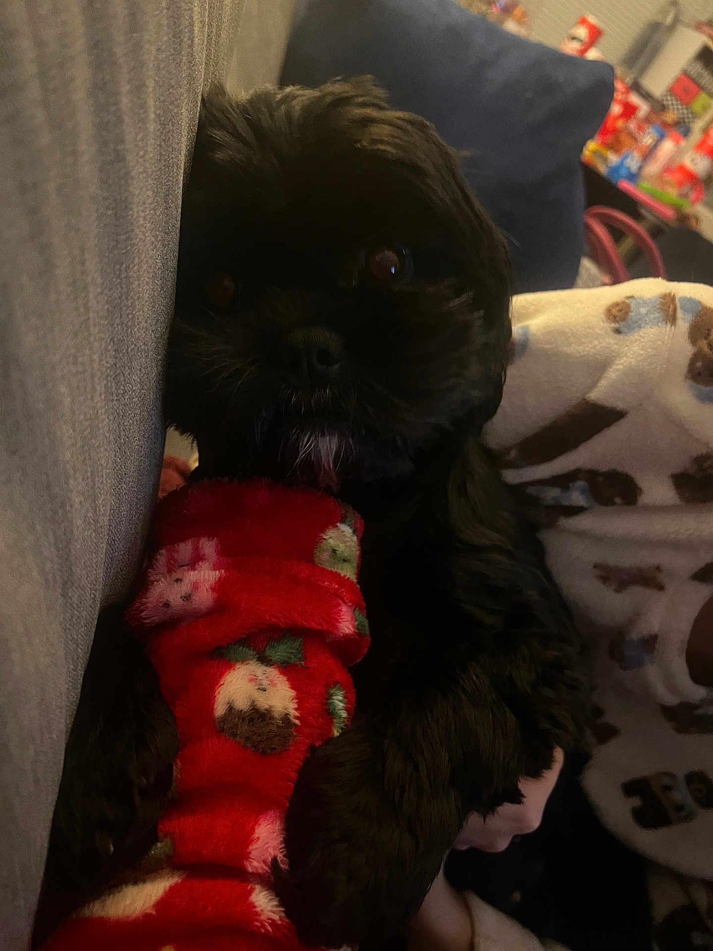 Bonnie joined the competition — help win amazing prizes! dog, black_dog, pet, pajamas, red_pajamas, blanket, couch, indoor, cozy, fur, animal, close_up, face, dark_fur, eyes, nose, hand, resting, home, soft