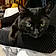 Bagheera