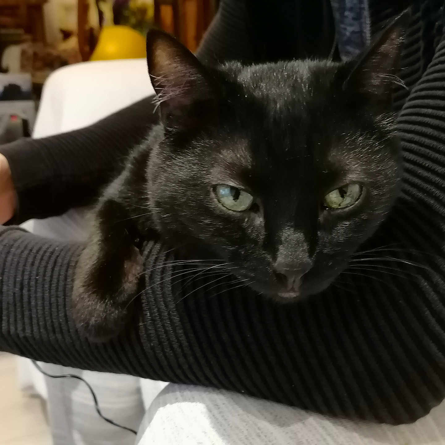 Bagheera a rejoint le concours — aidez-le/la à gagner de superbes lots ! animal, arm, black_cat, cat, closeup, cozy, cute, domestic_animal, feline, fur, green_eyes, household, indoor, looking, mammal, person, pet, portrait, resting, whiskers