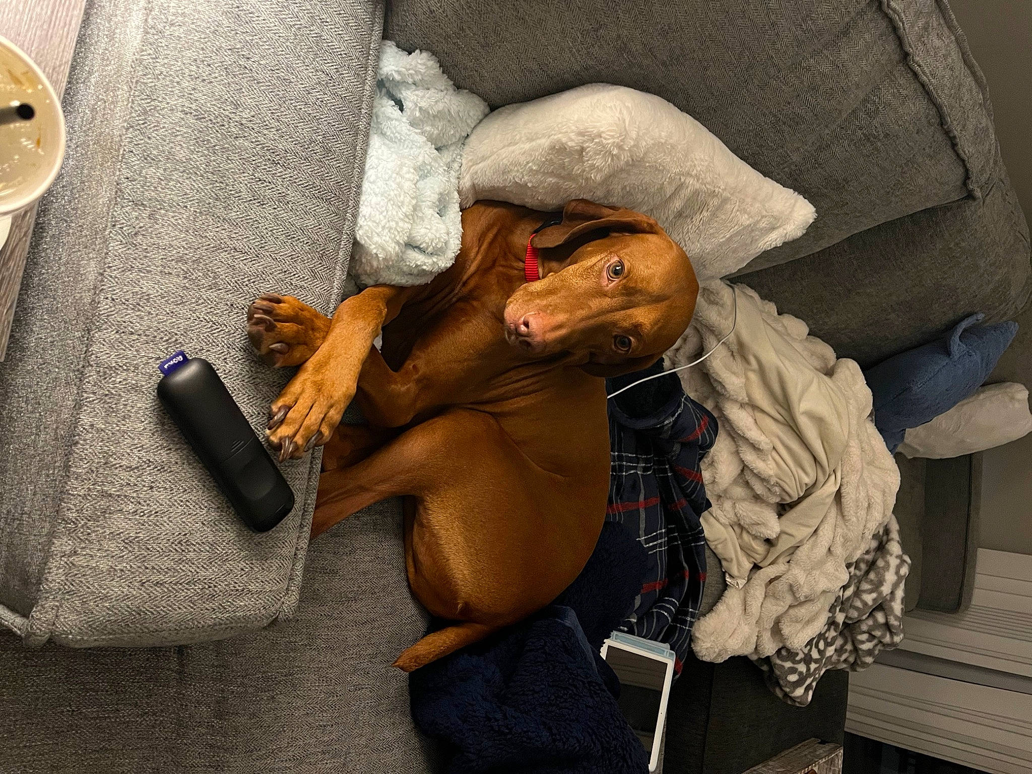 Harley is registered to the contest to win money with this photo: abdomen, bag, baggage, comfort, denim, eyewear, fashion_accessory, fur, human_leg, knee, leather, linens, musical_instrument, nail, room, sitting, thigh, waist, wood, wrist