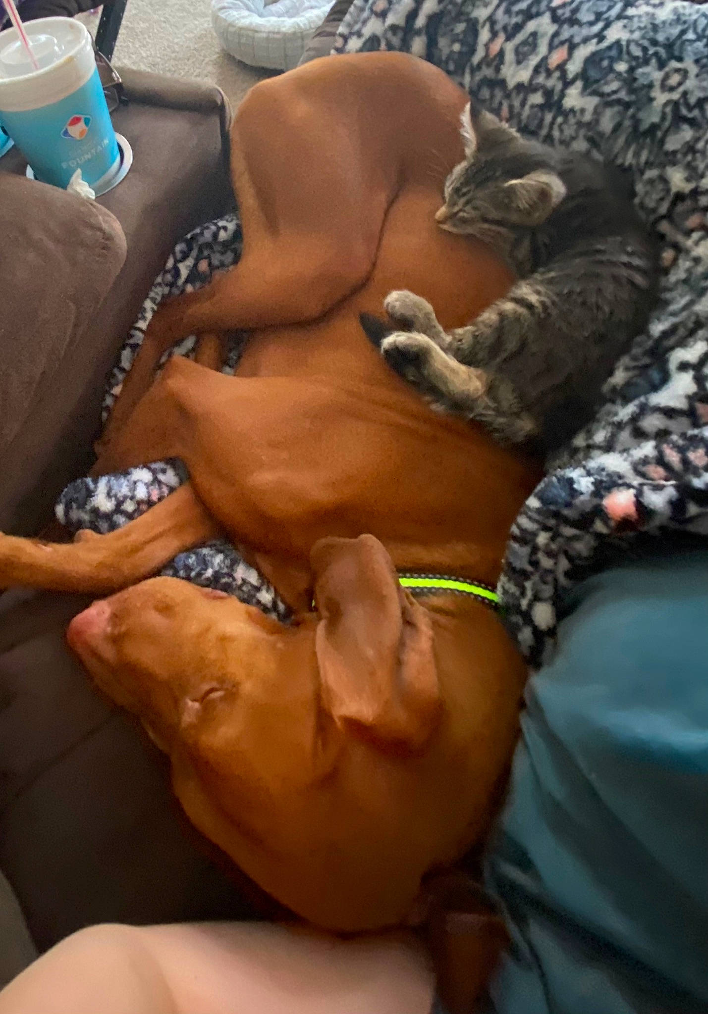 Harley joined the competition — help win amazing prizes! abdomen, barechested, barefoot, briefs, chest, flesh, foot, human_leg, knee, navel, sun_tanning, swim_brief, swimwear, thigh, thumb, trunk, trunks, undergarment, underpants