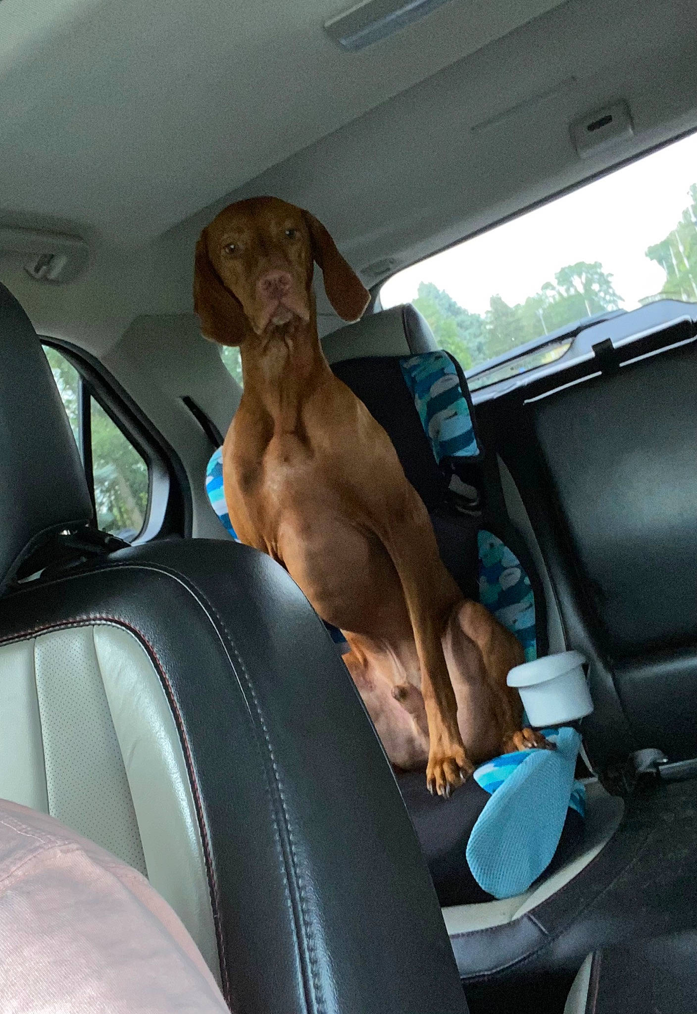 Harley is registered to the contest to win money with this photo: auto_part, automotive_design, automotive_exterior, automotive_mirror, car, car_seat, car_seat_cover, carnivore, dog, fawn, glass, head_restraint, mode_of_transport, motor_vehicle, seat_belt, tints_and_shades, vehicle, vehicle_door, window, windshield