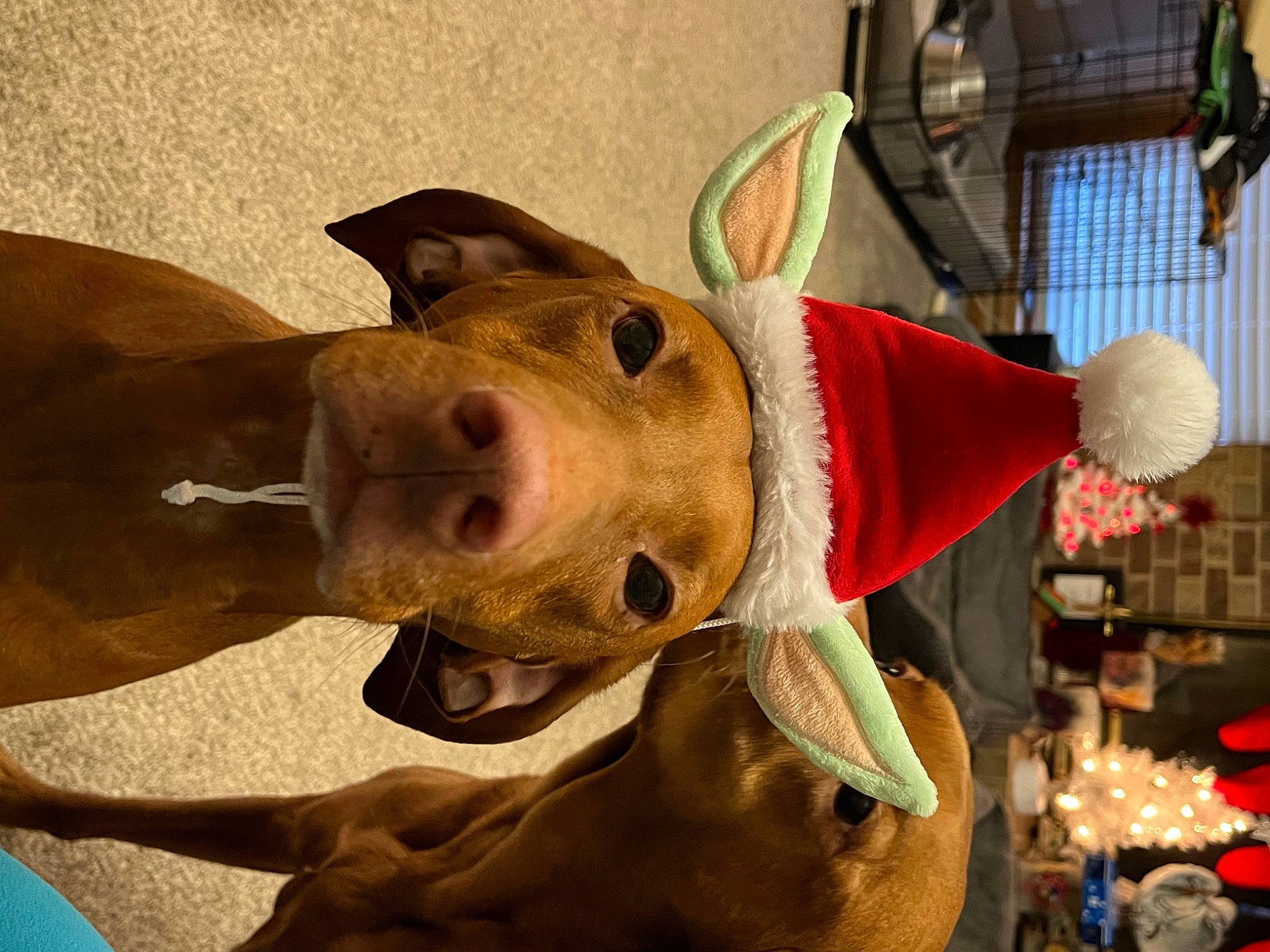 Harley is registered to the contest to win money with this photo: art, bovine, cow_goat_family, event, fawn, flesh, fur, hat, horn, jaw, livestock, metal, natural_material, sculpture, snout, suidae, terrestrial_animal, whiskers, working_animal