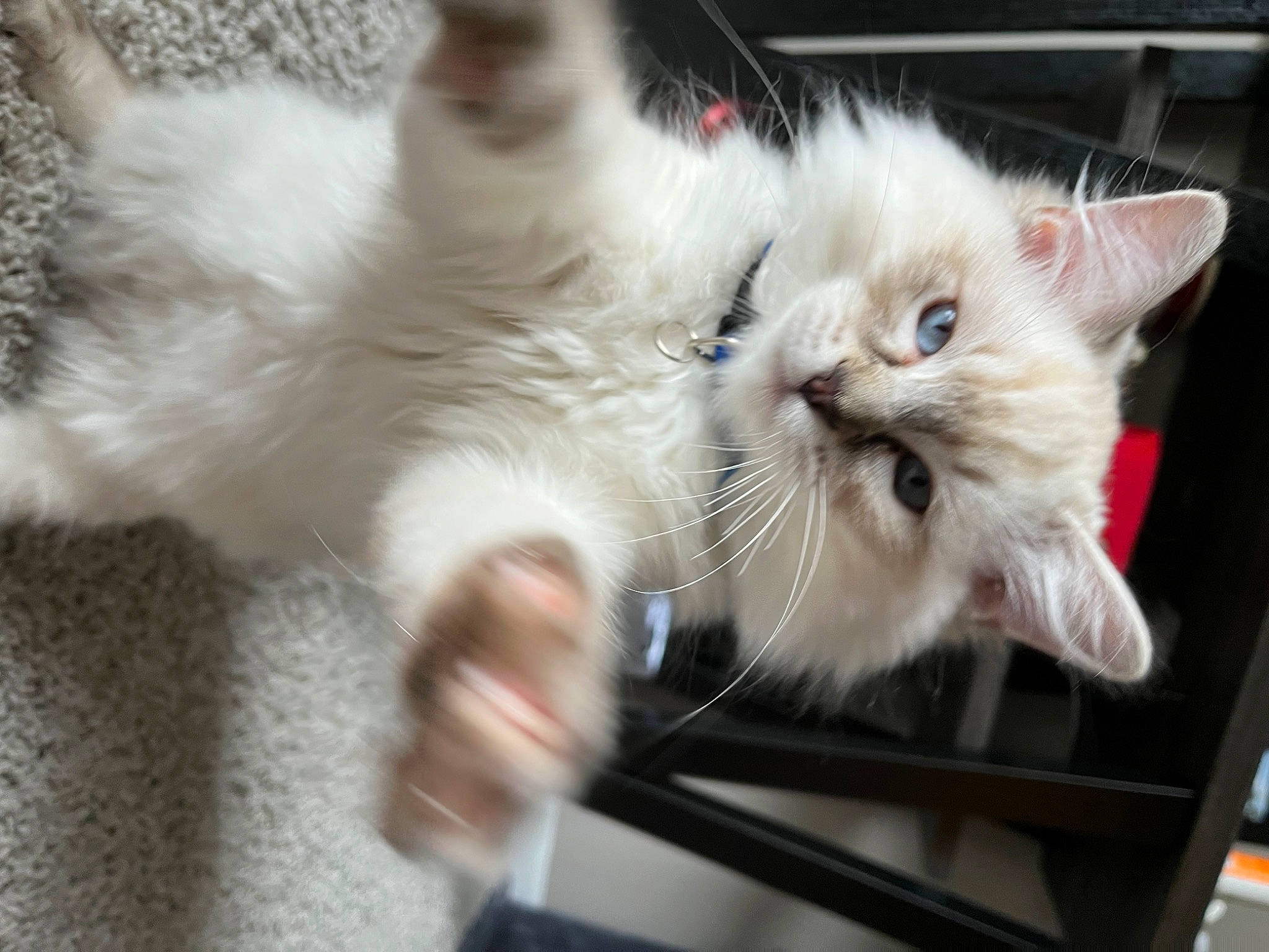 Atlas is registered to the contest to win money with this photo: carnivore, cat, claw, comfort, domestic_short_haired_cat, fawn, felidae, fur, paw, small_to_medium_sized_cats, tail, whiskers