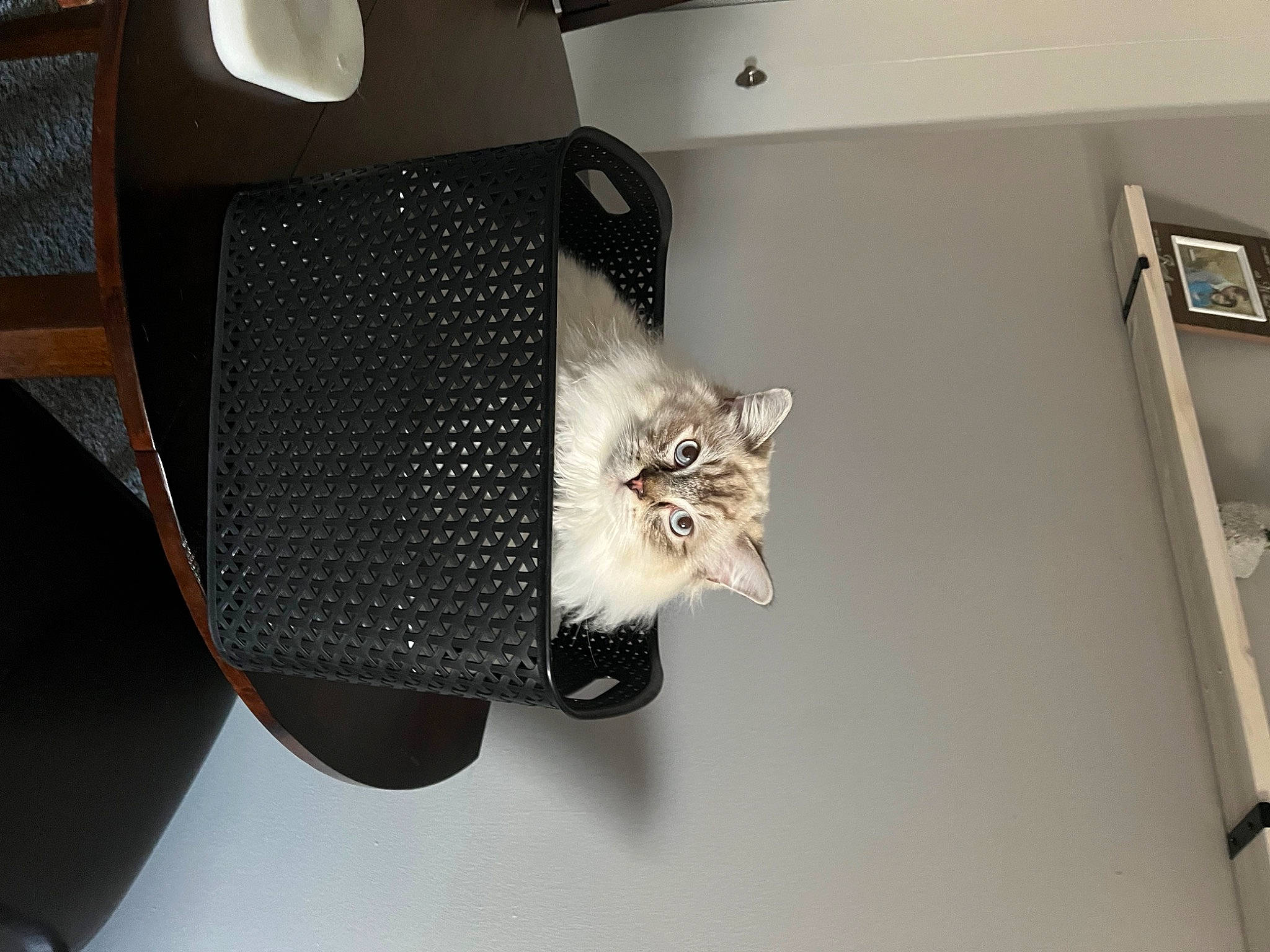 Atlas is registered to the contest to win money with this photo: audio_equipment, auto_part, automotive_design, automotive_exterior, automotive_lighting, cat, ceiling, chair, domestic_short_haired_cat, felidae, grille, loudspeaker, metal, room, small_to_medium_sized_cats, tail, vehicle, vehicle_door, whiskers, wood