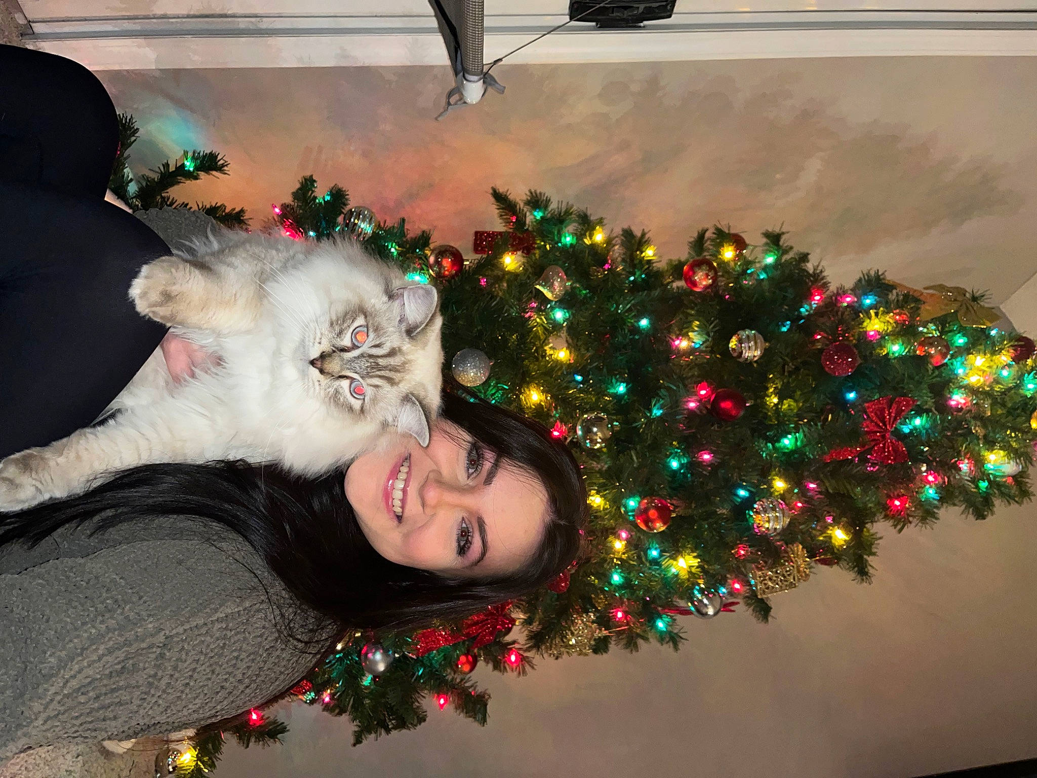 Atlas is registered to the contest to win money with this photo: cat, christmas, christmas_decoration, christmas_eve, christmas_ornament, christmas_tree, conifer, event, evergreen, felidae, fun, fur, happy, holiday, holiday_ornament, interior_design, lap, ornament, plant, tree