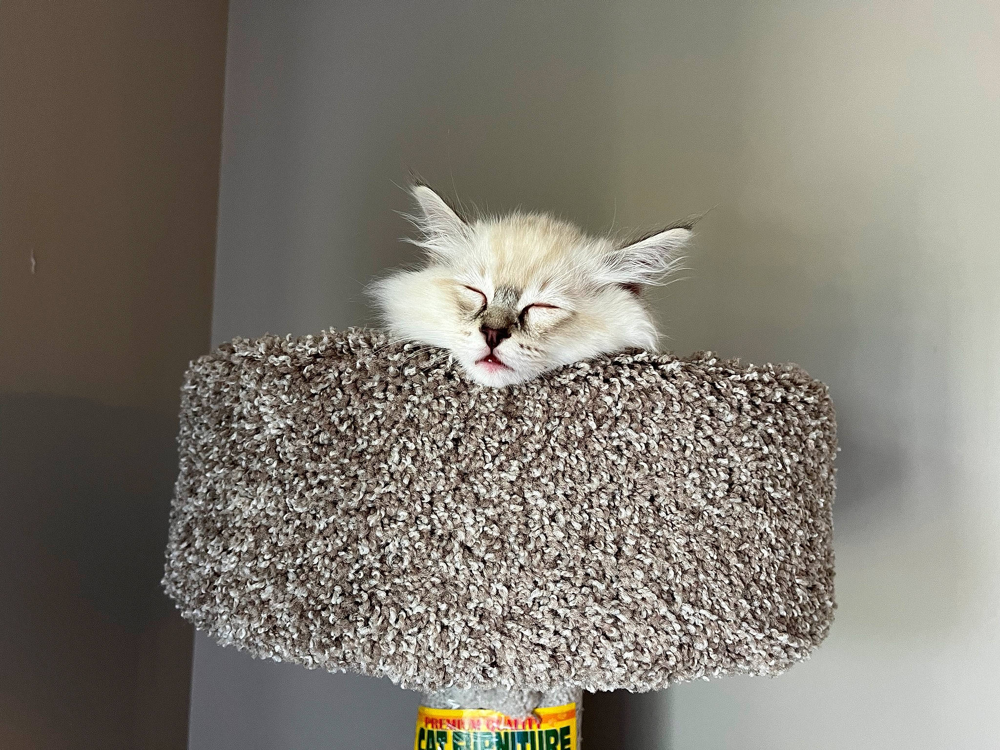 Atlas joined the competition — help win amazing prizes! art, carnivore, cat, cat_bed, cat_supply, claw, fashion_accessory, fawn, felidae, font, fur, ornament, paw, small_to_medium_sized_cats, still_life_photography, tail, whiskers