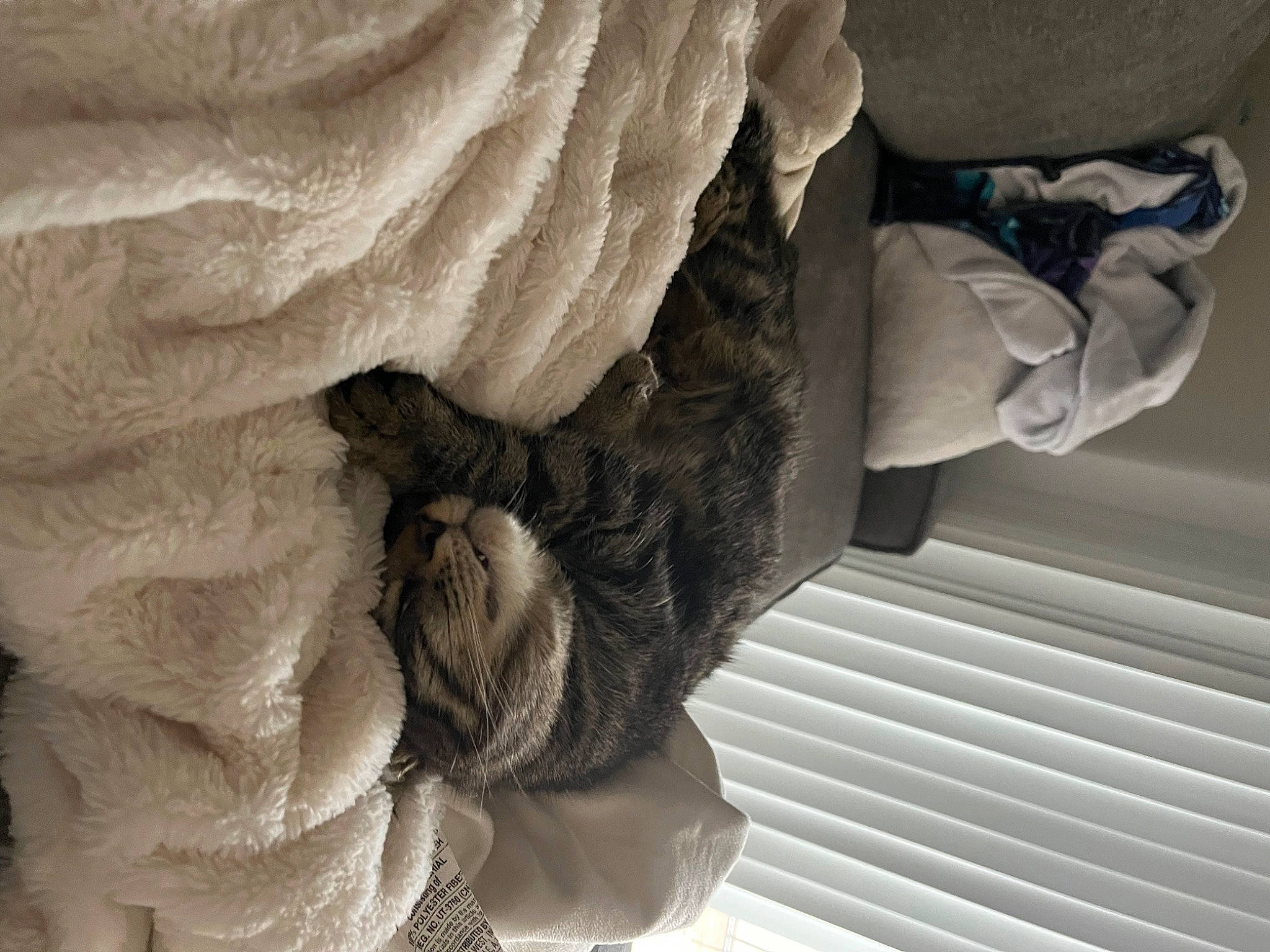 Piper joined the competition — help win amazing prizes! bridal_accessory, bridal_clothing, eyelash, fashion_accessory, fashion_design, feather, formal_wear, fur, gesture, grey, human_leg, linens, monochrome_photography, pattern, peach, room, sleeve, textile, waist, window