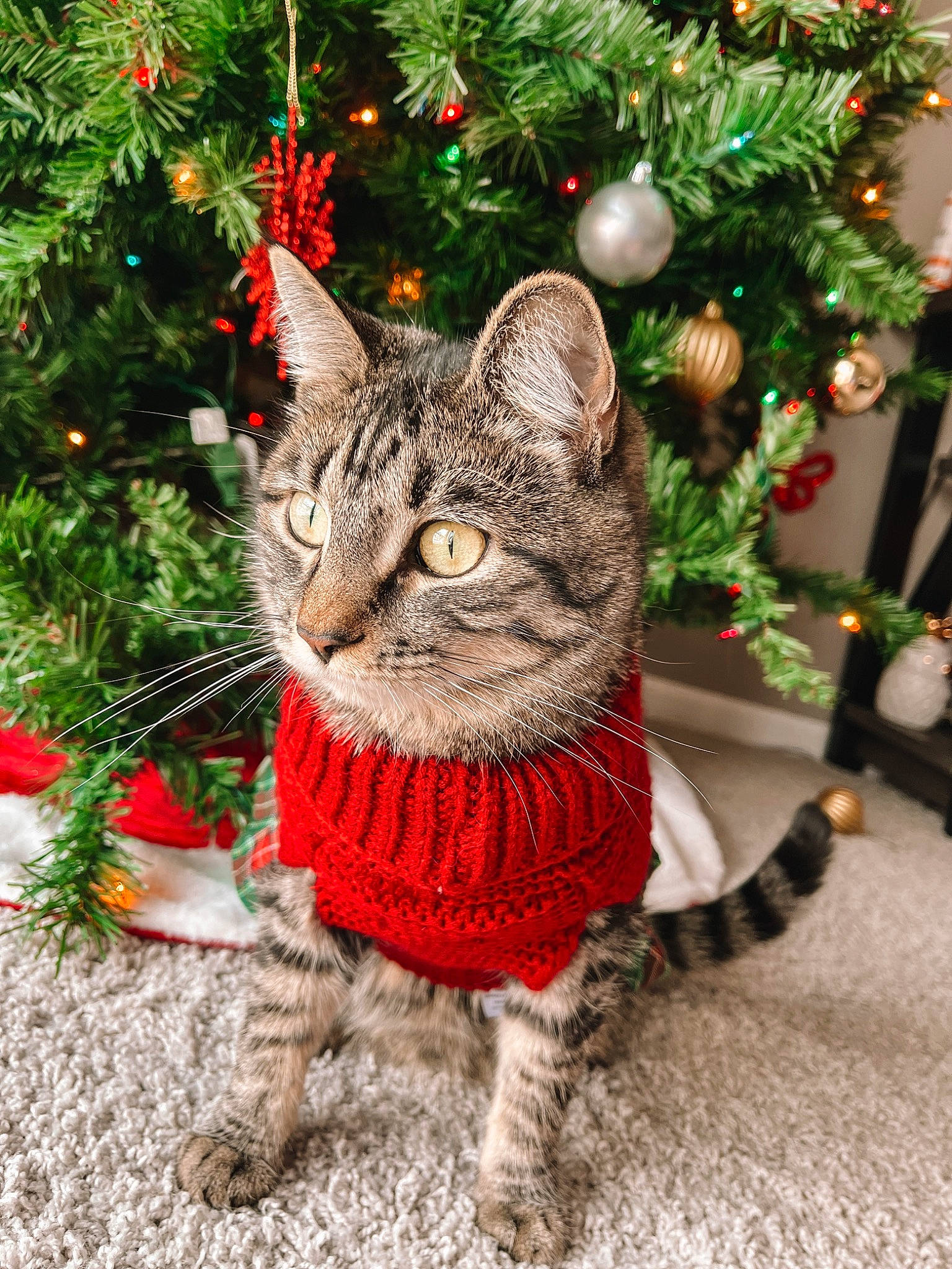 Piper is registered to the contest to win money with this photo: carnivore, cat, christmas, christmas_decoration, christmas_ornament, christmas_tree, event, evergreen, fawn, felidae, grass, green, holiday, holiday_ornament, ornament, plant, small_to_medium_sized_cats, snout, whiskers, woody_plant