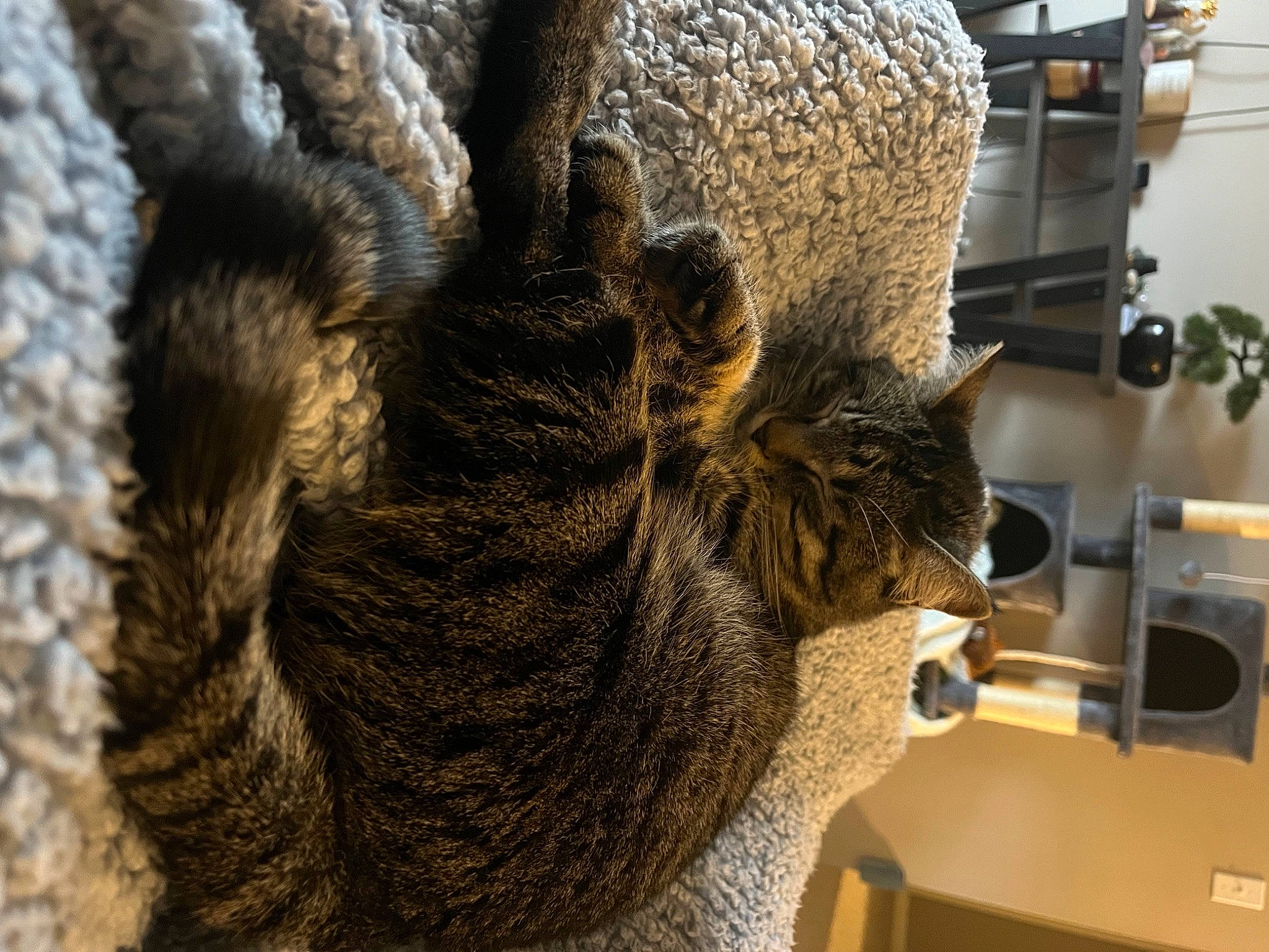 Piper joined the competition — help win amazing prizes! art, braid, fashion_design, felidae, fur, fur_clothing, hair, machine, natural_material, outerwear, small_to_medium_sized_cats, snout, sporting_group, tail, terrestrial_animal, toy, whiskers, wood, wool, woolen