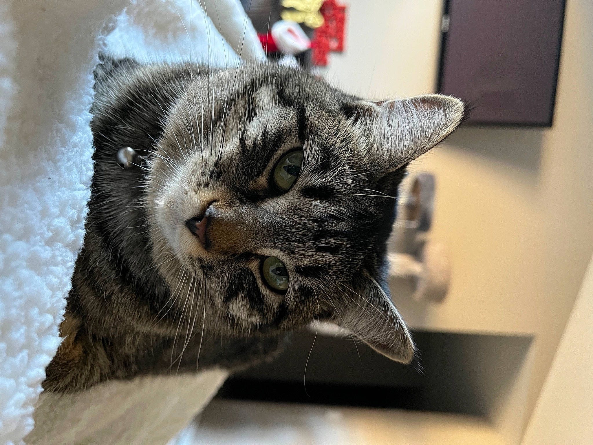 Piper joined the competition — help win amazing prizes! carnivore, cat, claw, comfort, domestic_short_haired_cat, felidae, fur, grey, mammal, paw, small_to_medium_sized_cats, snout, terrestrial_animal, vertebrate, whiskers, wildlife, window