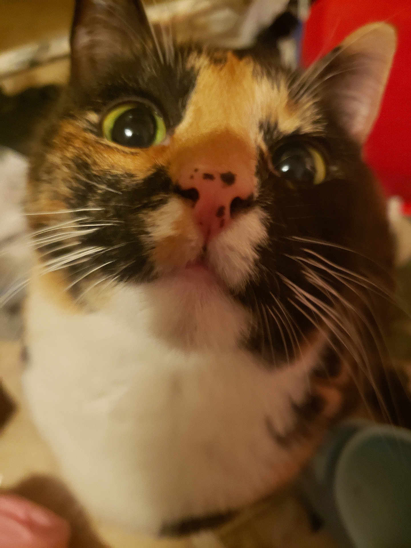 Boomer joined the competition — help win amazing prizes! cat, calico, close_up, whiskers, nose, green_eyes, curious, fur, pet, animal, indoor, face, mammal, feline, portrait, cute, domestic_cat, closeup, looking, pink_nose