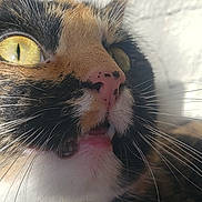 Boomer joined the competition — help win amazing prizes! cat, calico, close_up, whiskers, yellow_eyes, pink_nose, feline, mouth_open, fur, animal, pet, curious, face, portrait, indoor, natural_light, black, white, orange, soft_light