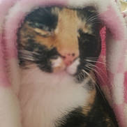 Boomer joined the competition — help win amazing prizes! animal, blanket, calico, cat, closeup, comfort, cozy, cute, face, fur, indoor, pet, pink, relaxing, sleepy, snug, soft, warm, whiskers, white