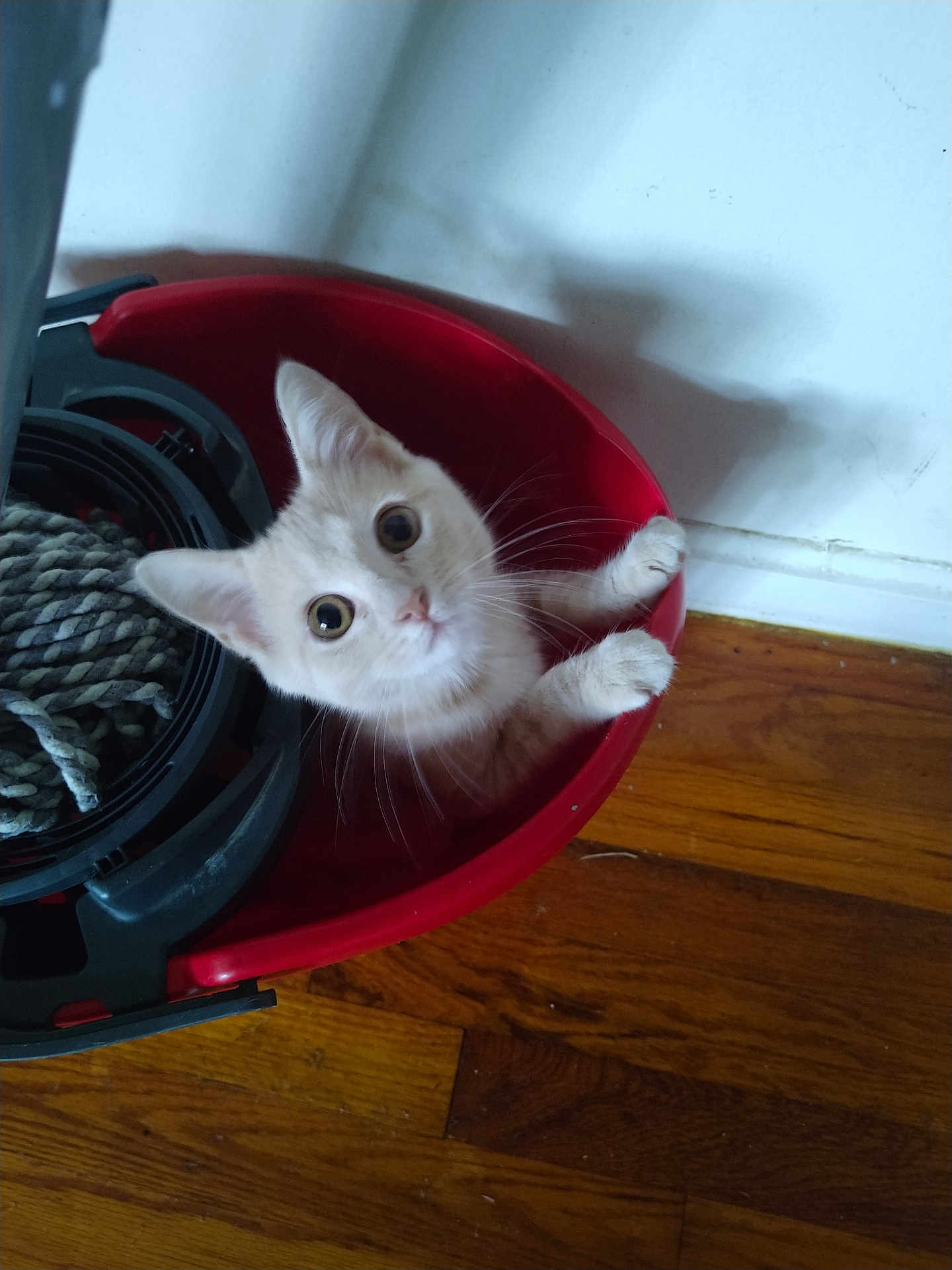 Geengeen joined the competition — help win amazing prizes! kitten, cat, bucket, red, wooden_floor, rope, curious, indoor, pet, animal, whiskers, paws, playful, young, feline, household, floor, toy, container, cute