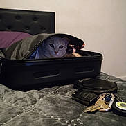 Geengeen is registered to the contest to win money with this photo: cat, suitcase, bed, keys, pouch, zipper, indoor, curious, pet, feline, resting, grey_bedspread, headboard, wall, closeup, domestic, cozy, household, objects, still_life